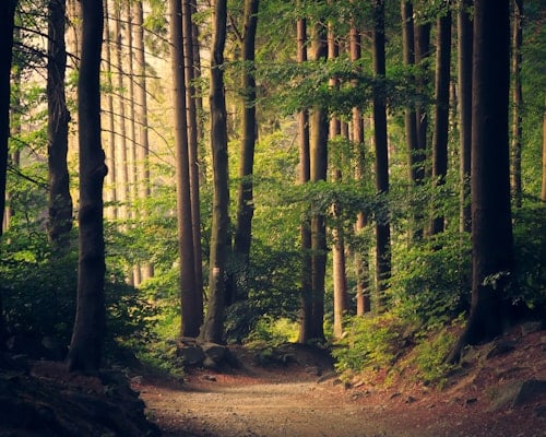 Pine forests of Central Europe